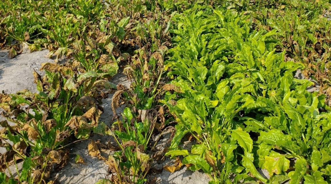 Sugar beets growing in a field, some of the plants have brown and wilted leaves.